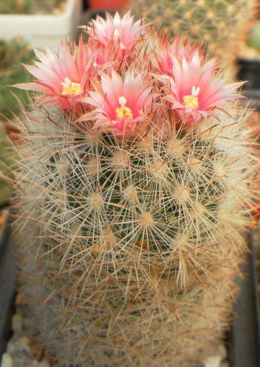 Escobaria zilziana