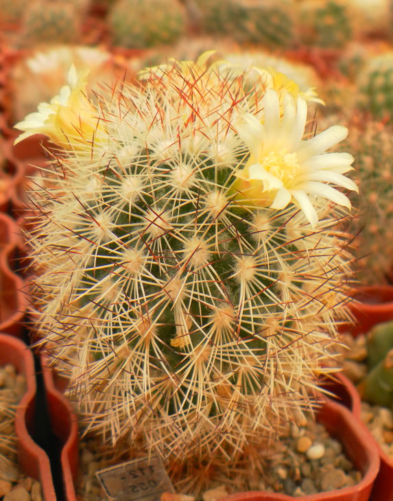Mammillaria buxbaumeriana