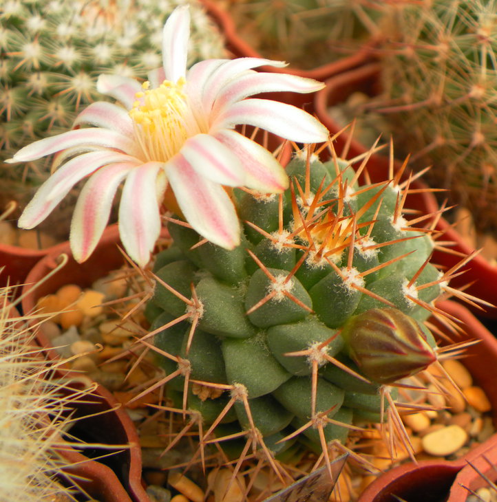 Mammillaria boelderliana