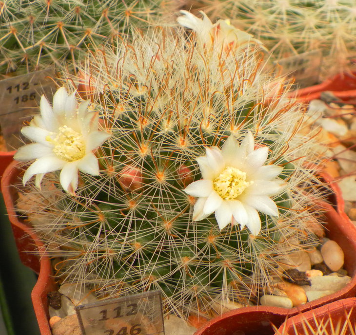 Mammillaria	gilensis