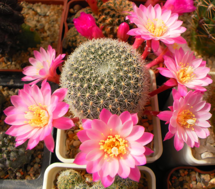 Rebutia	espinosae
