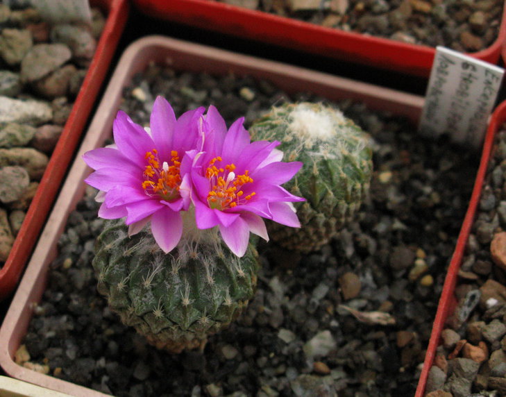 Encephalocarpus strobiliformis (Werd.) A. Berg. 1929