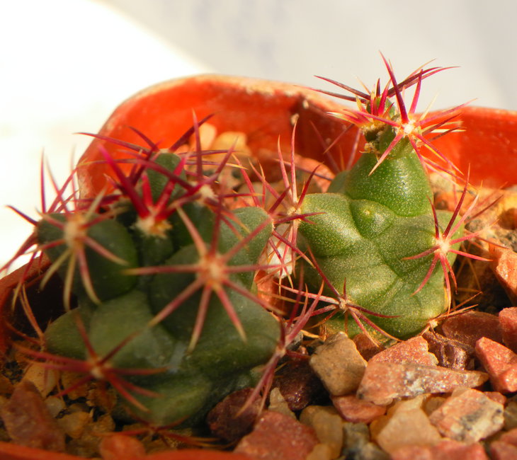 Thelocactus heterochromus  MH68