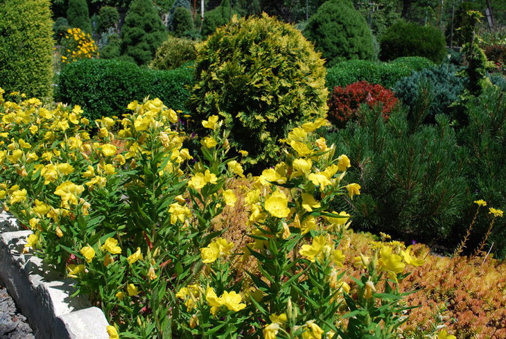 DSC_2739  Oenothera fruticosa Fireworks.jpg