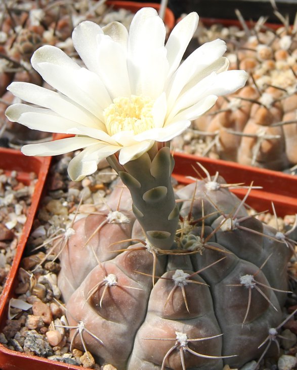 Gymnocalycium capilense mucidum GN383-1281 El Portero PILTZ