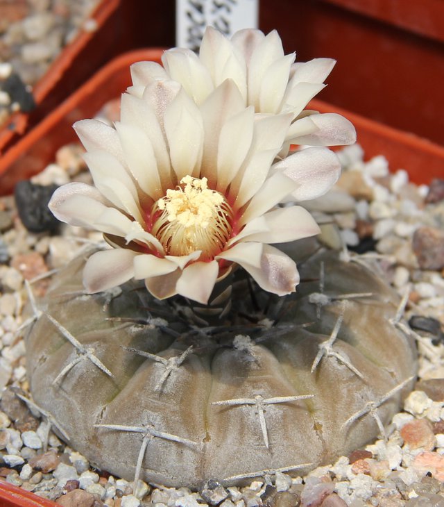 G.riojense paucispinum VG551
