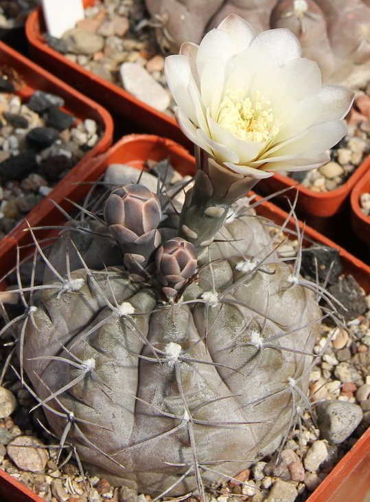 G.striglianum aeneum VG407