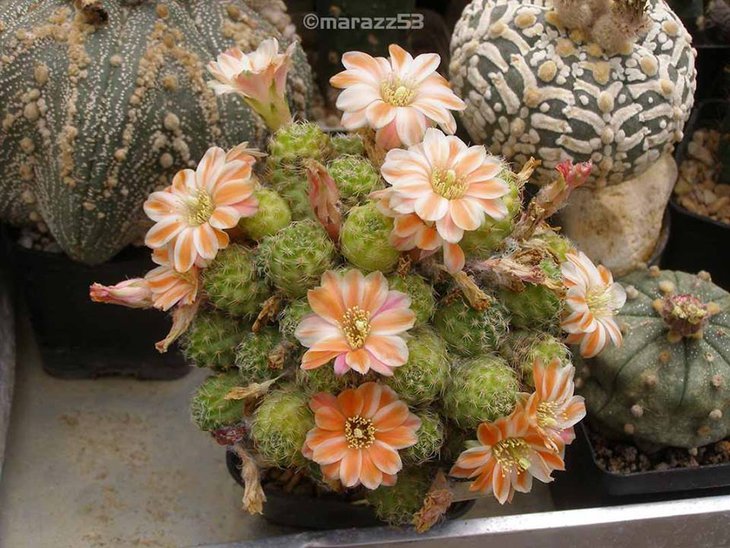 Mediolobivia pygmaea haagei RH 10908....jpg