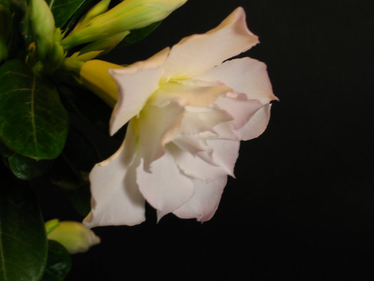 IMG_8007.JPG