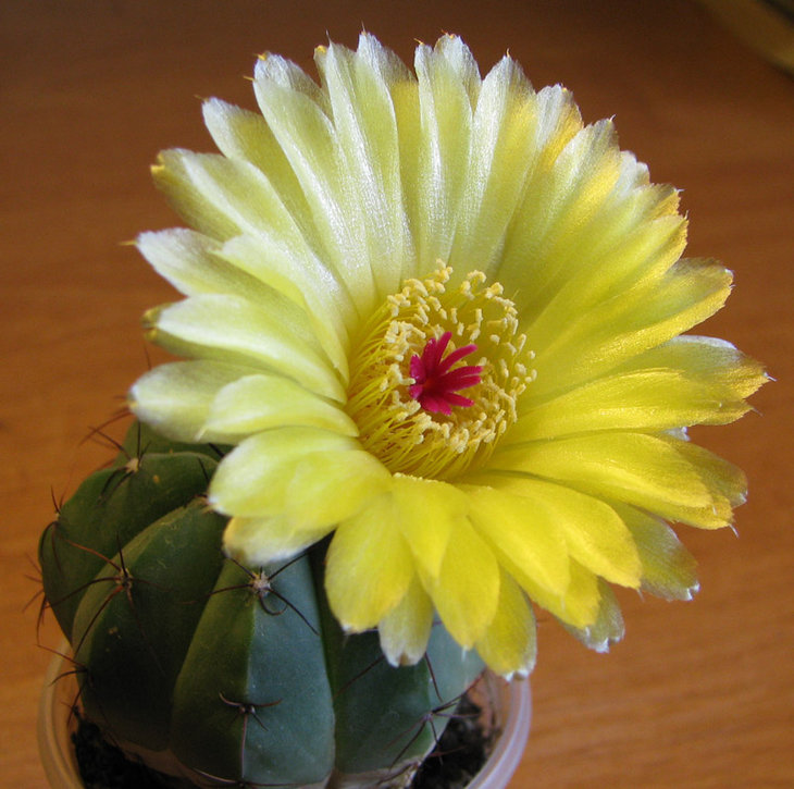Notocactus acutus