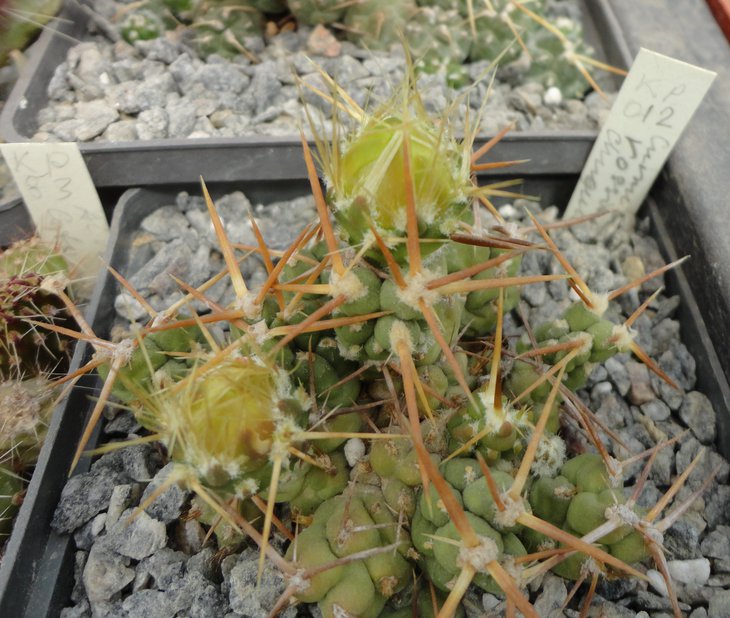 Cumulopuntia rossiana KP012