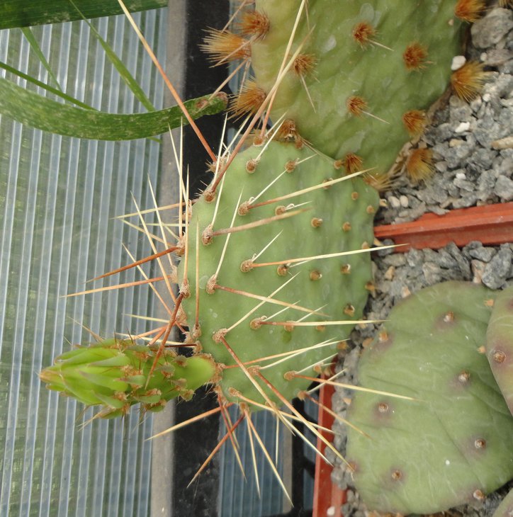 Opuntia camanchica