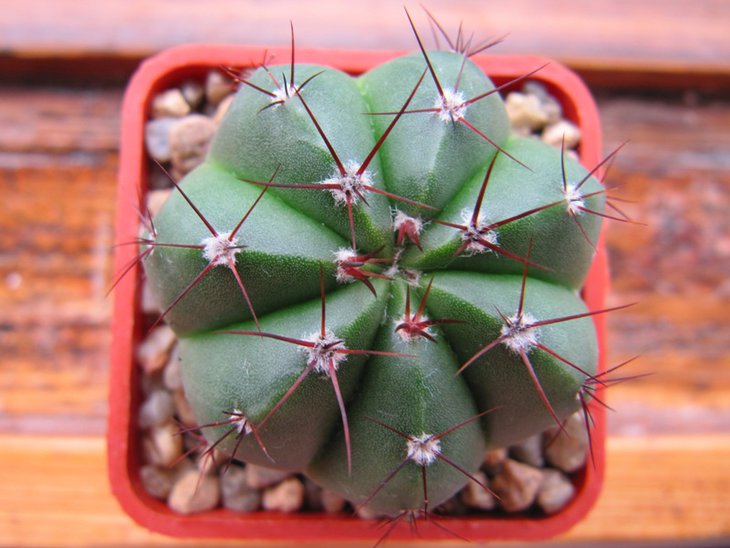 Notocactus glaucinus ?