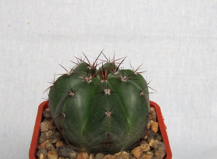 Notocactus glaucinus ?