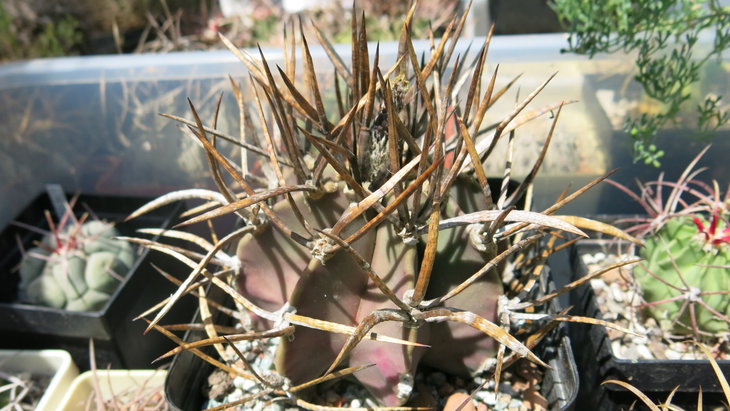 Astro buffalo spines.JPG