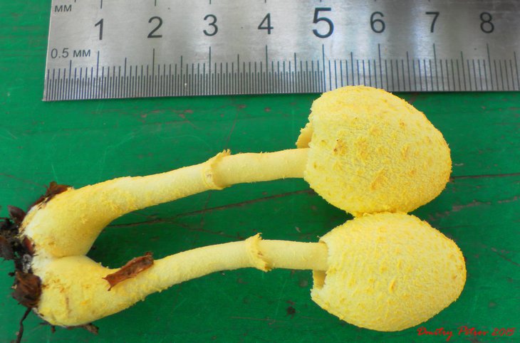 fungi_2.JPG