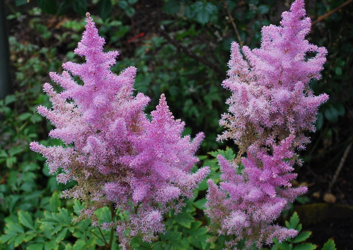 DSC_3014  Astilbe chinensis Superba.jpg