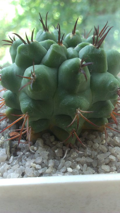 IMAG0410.jpg
