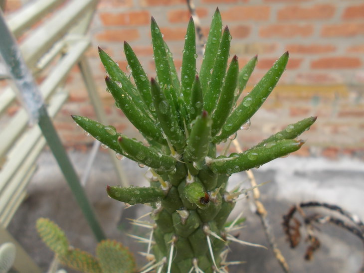 Austrocylindropuntia subulata.JPG