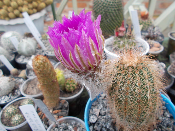 Echinocereus baileyi.JPG