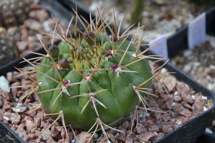 магазинна рослина. Gymnocalycium та не знаю який...
