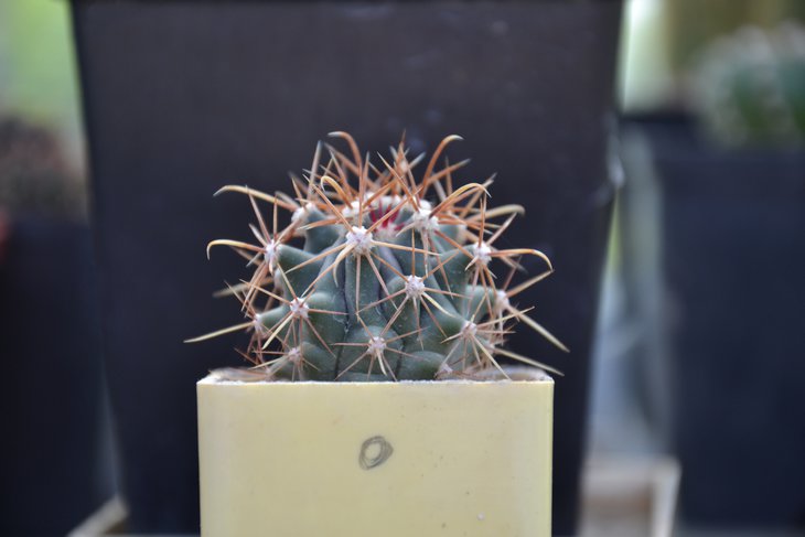 Ще є багато таких. Сіянці з магазинного насіння.  Ferocactus ...?