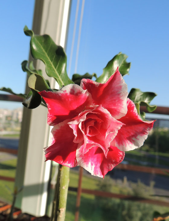 Adenium obesum 'Peachy pop'