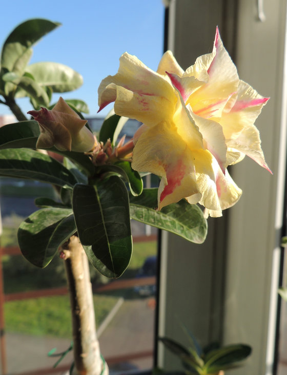 Adenium obesum 'Gorgeous'