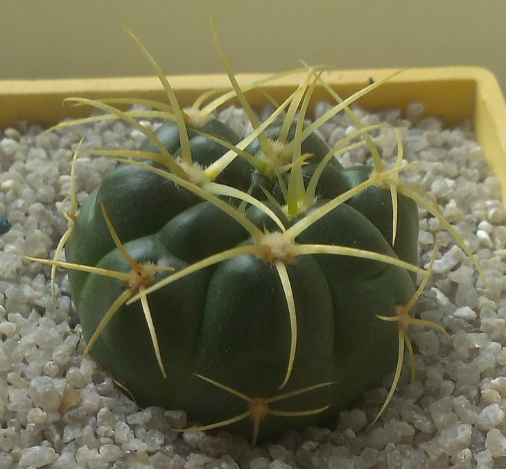 G.multiflorum???