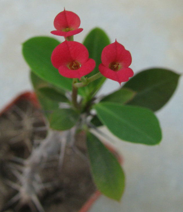 Euphorbia aff. milii