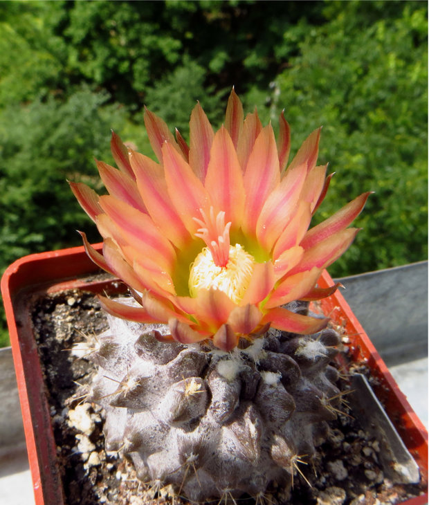 Neochilenia carrizalensis RMF205