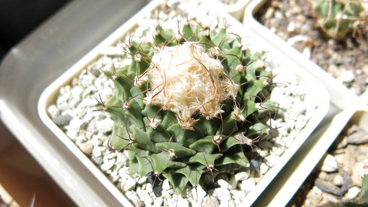 O. denegrii