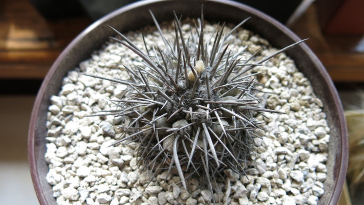 Copiapoa coquimbana v. fiedleriana