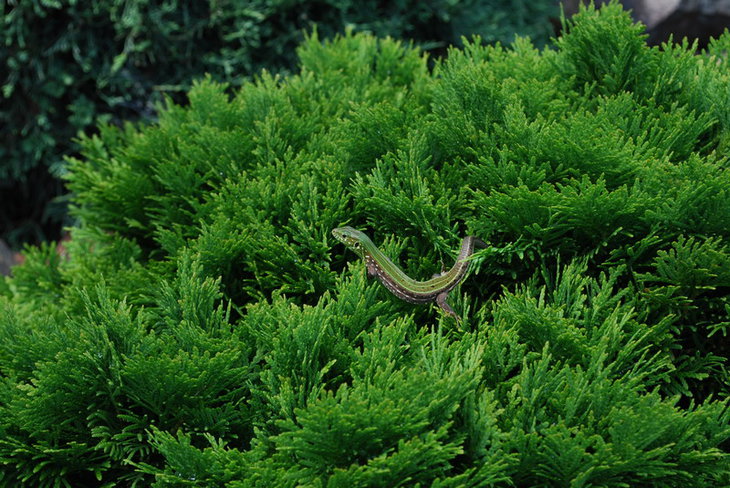 DSC_3150   На отдыхе..jpg