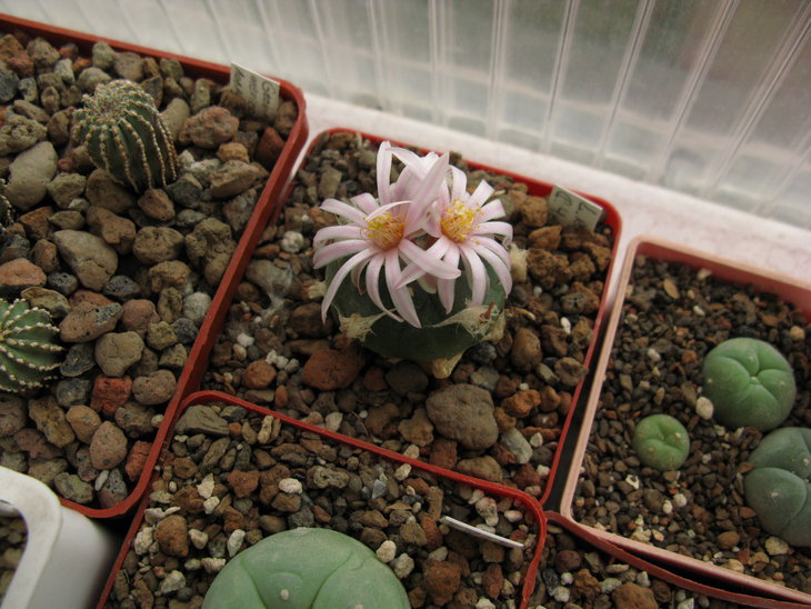 Lophophora diffusa var. koehresii Riha 1996
