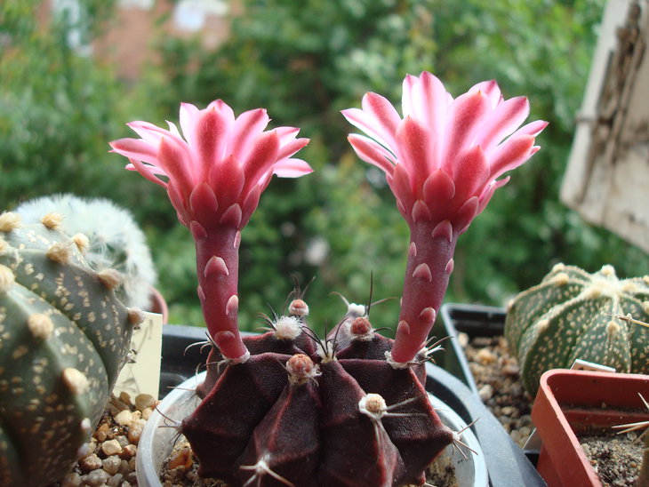 Gymnocalycium friedrichii