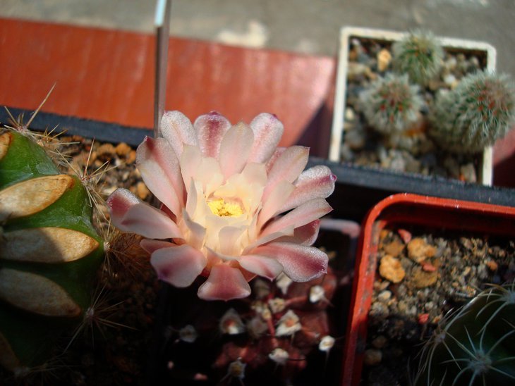 Gymnocalycium friedrichii