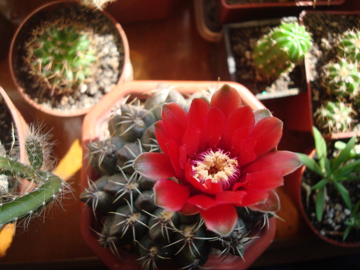 Gymnocalycium baldianum насыщенно красный