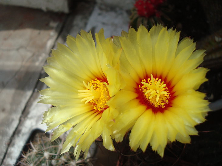 Astrophytum capricorne