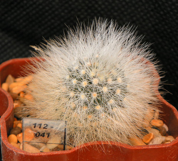 Mam. schwarzii 112041.jpg
