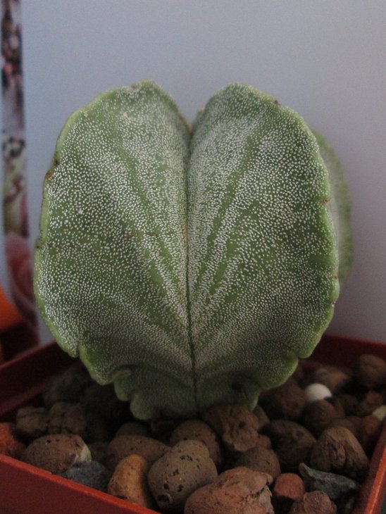 Astrophytum myriostigma  san Antonio Zebra.jpg