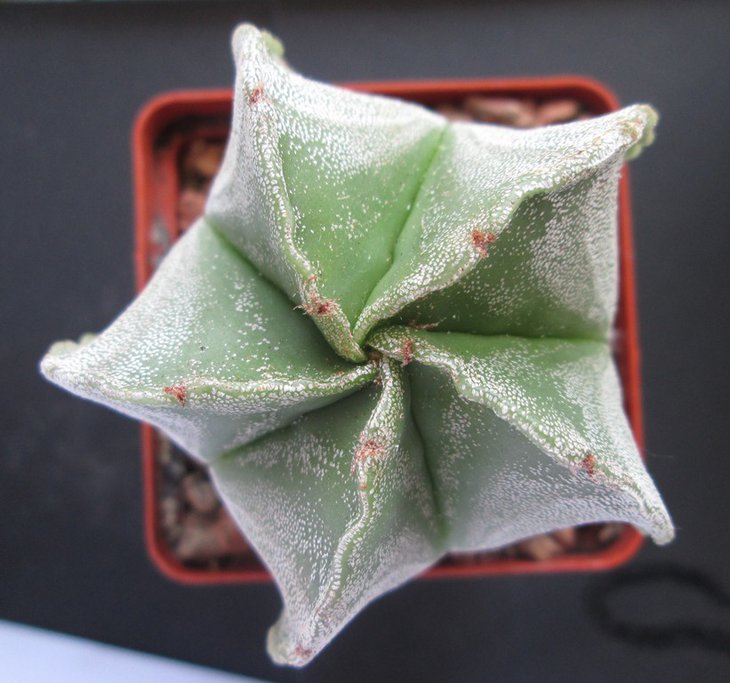 Astrophytum myriostigma san Antonio Zebra-2.JPG