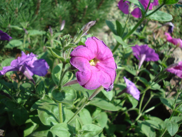 DSC05899.JPG