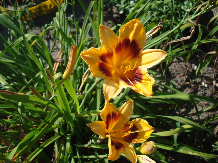 DSC05924.JPG