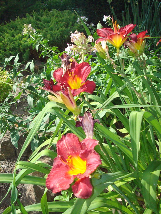 DSC05883.jpg