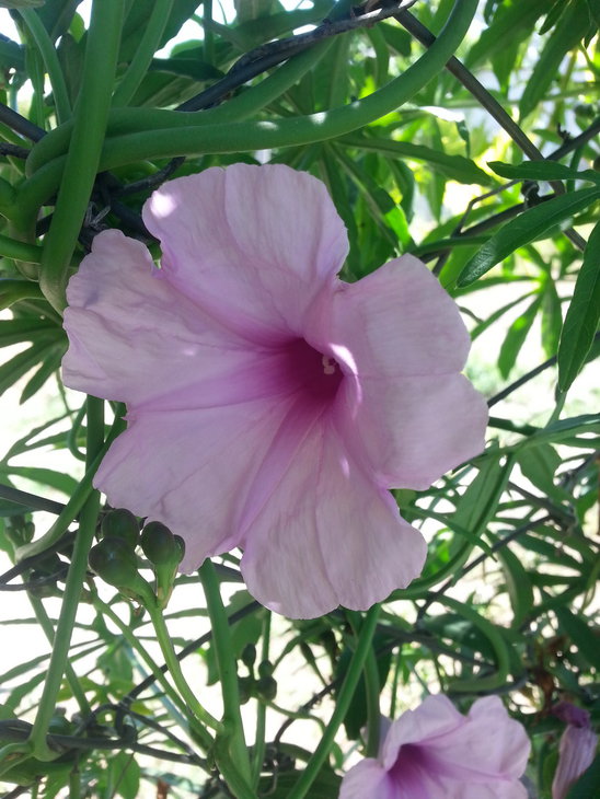 ipomoea_platensis.jpg