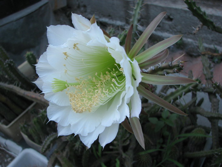 eriocactus sp.