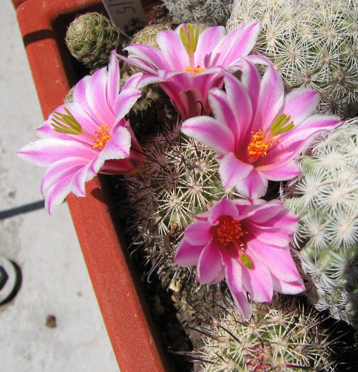 m. blossfeldiana