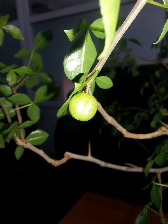 commiphora_pyrracantha_3.jpg