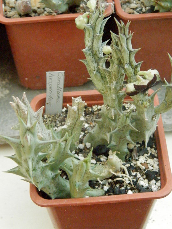 Caralluma hesperidum3.JPG